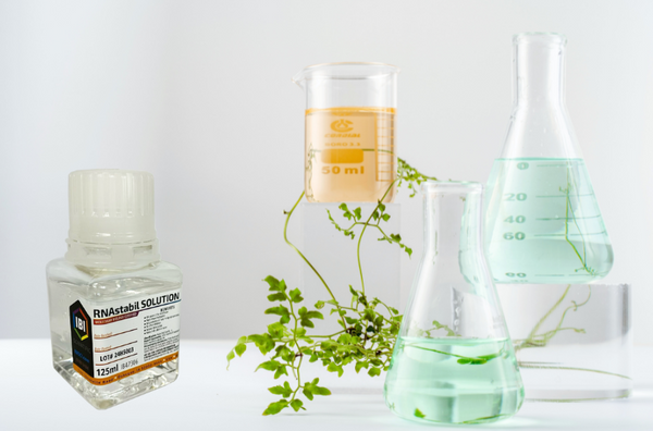 Stop RNA Degradation in Its Tracks with RNAstabil